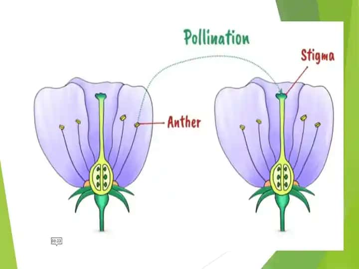 Geobotanika. Pollination