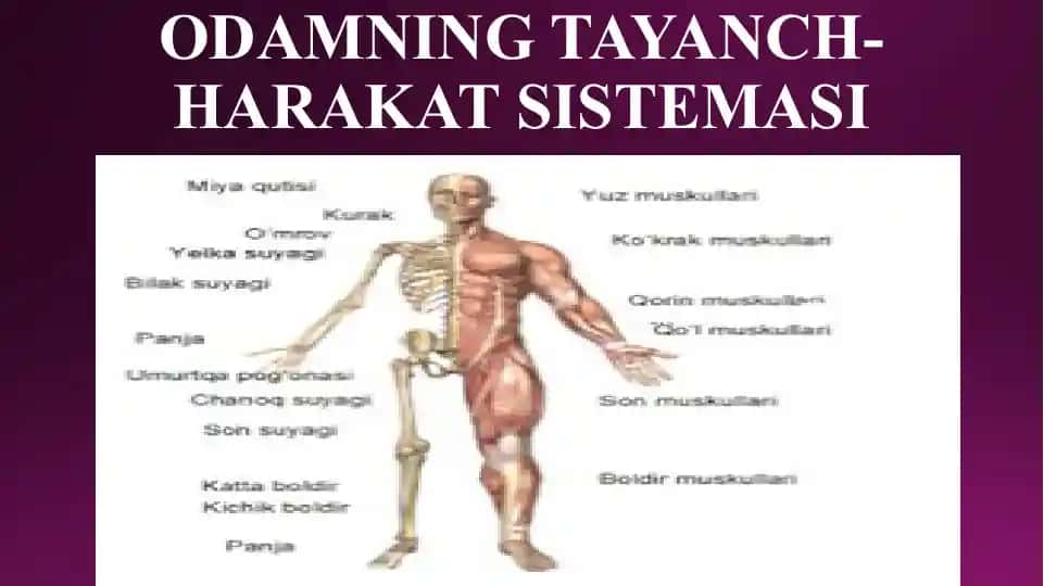 Odamning tayanch-harakat sistemasi