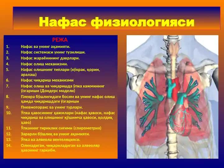 Нафас физиологияси