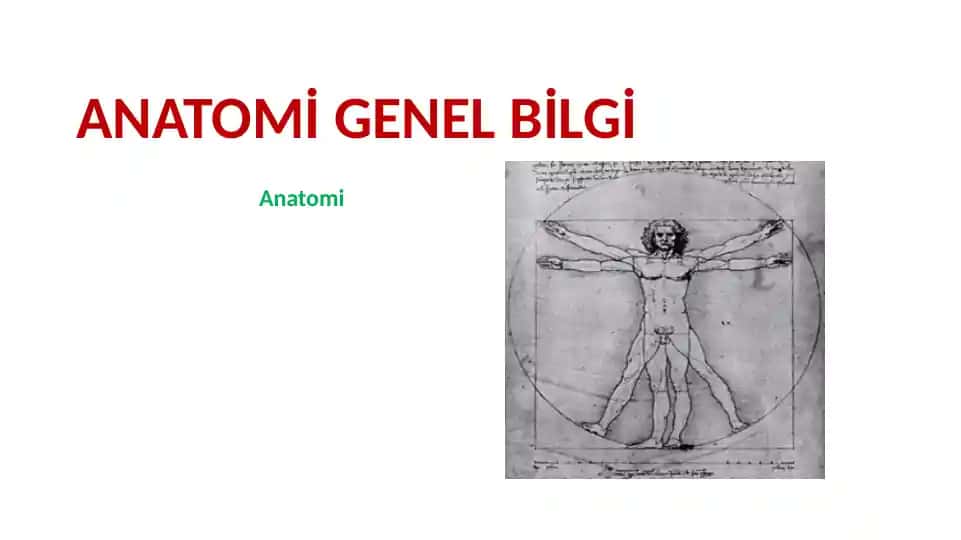 Anatomi Genel Bilgi