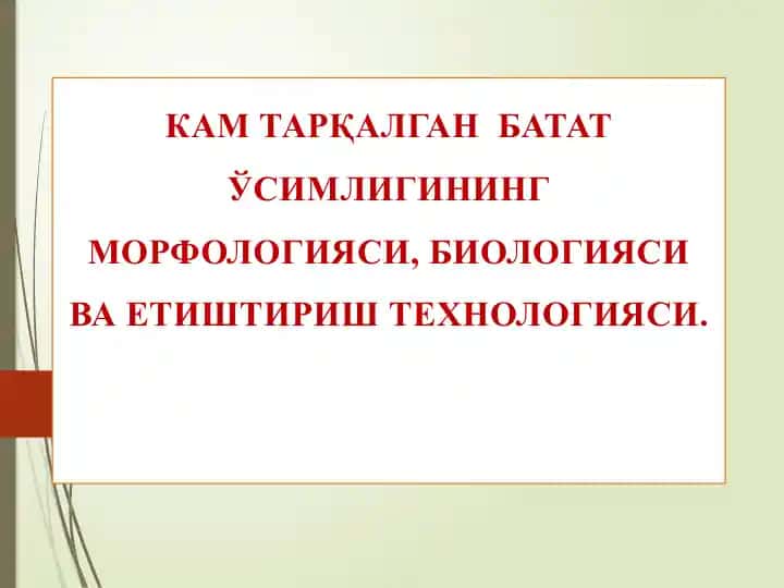 Batat