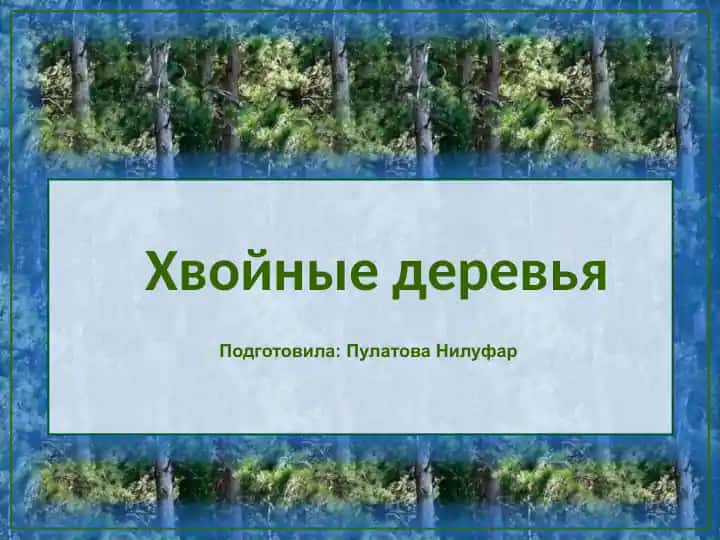Сосна обыкновенная