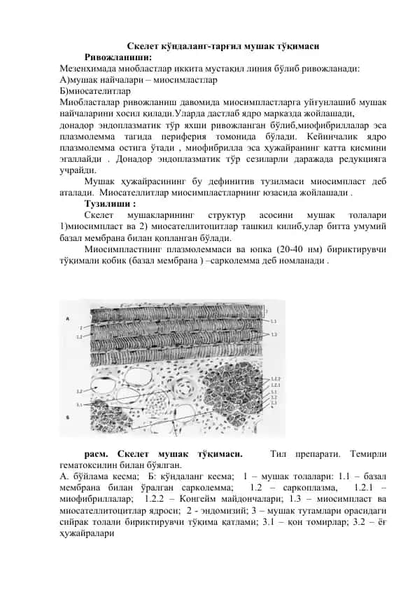 Скелет кўндаланг-тарғил мушак тўқимаси
