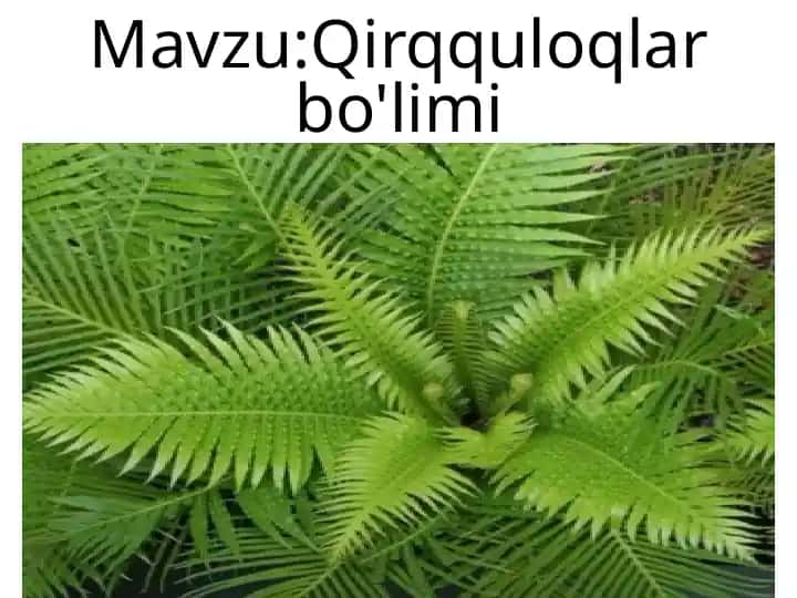 Qirqquloqlar bo'limi