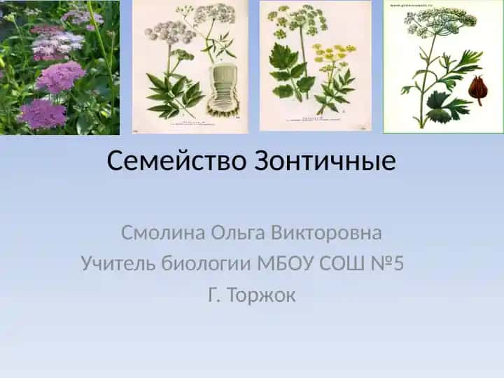 Семейство Зонтичные