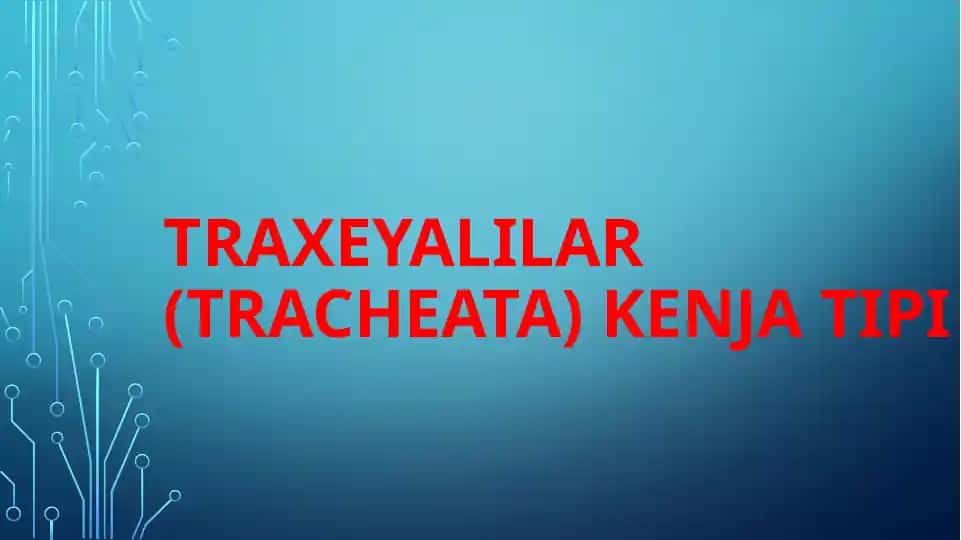 Traxeyalilar (Tracheata) kenja tipi