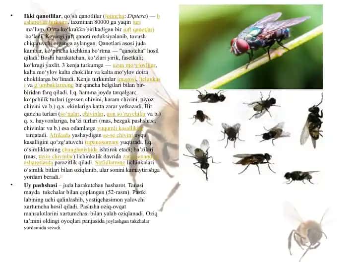 Ikkiqanotlilar (Diptera)