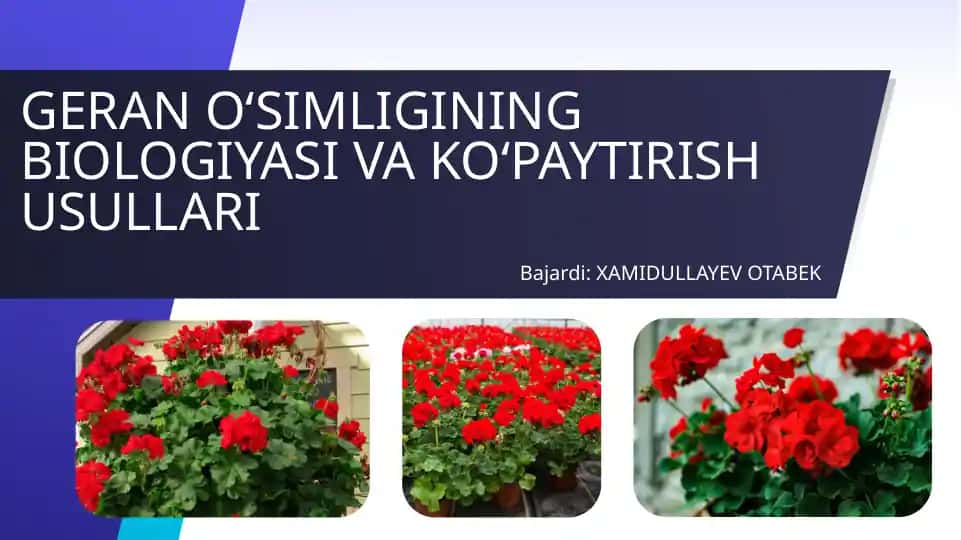 Geran o‘simligining biologiyasi va ko‘paytirish usullari