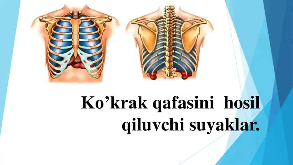 Ko'krak qafasini hosil qiluvchi suyaklar