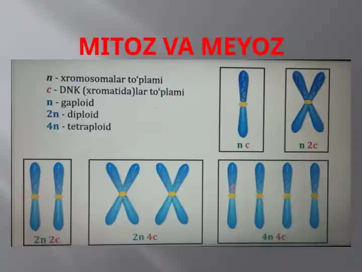 Mitoz va Meyoz