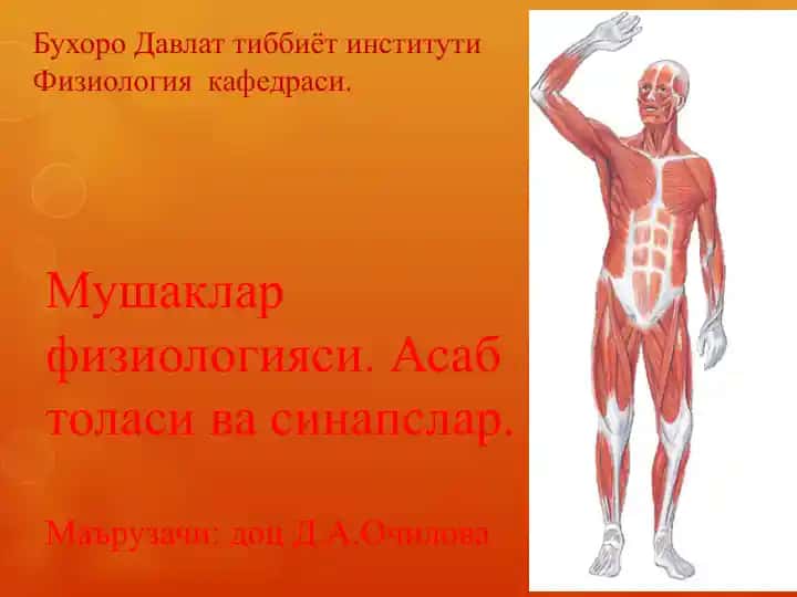 Мушаклар физиологияси. Асаб толаси ва синапслар