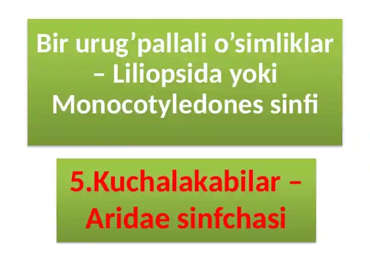 Kuchalakabilar–Aridaesinfchasi