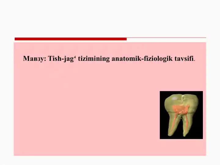 Tish-jagʻ tizimining anatomik-fiziologik tavsifi