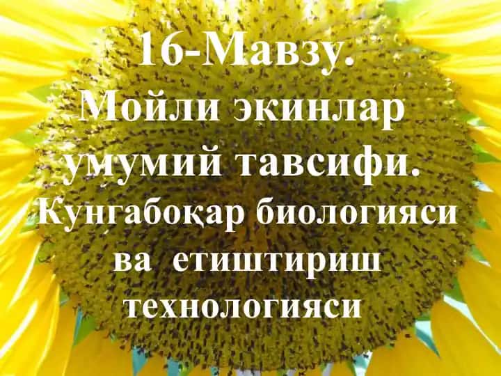 Mo'liy ekinlar