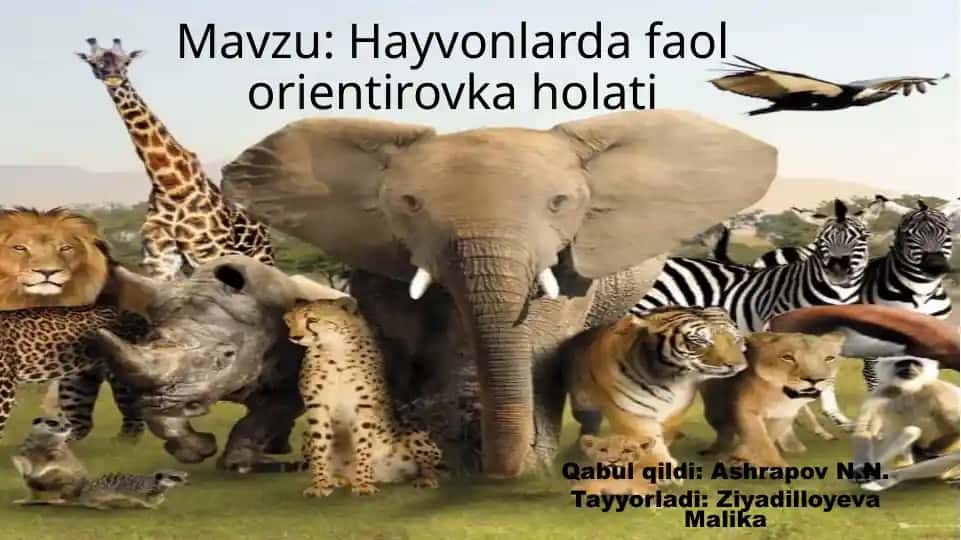 Hayvonlarda faol orientirovka holati