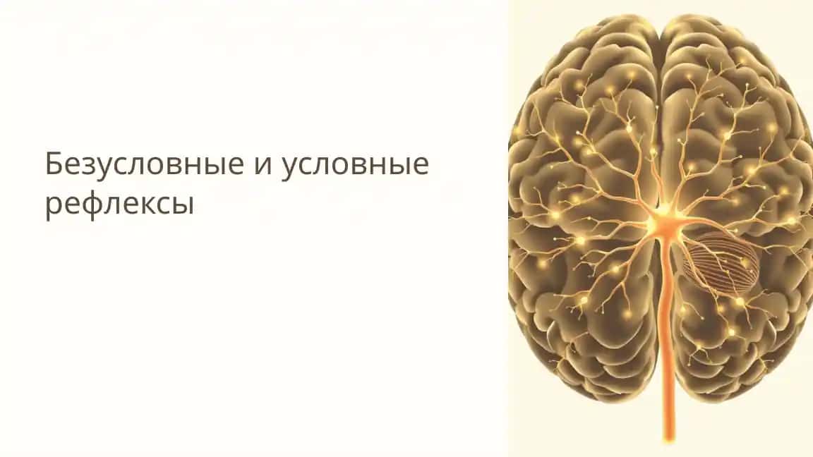 Безусловные и условные рефлексы