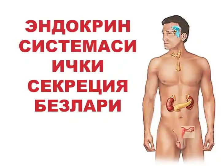 Endokrin Sistemasining Ichki Sekretsiya Bezlari