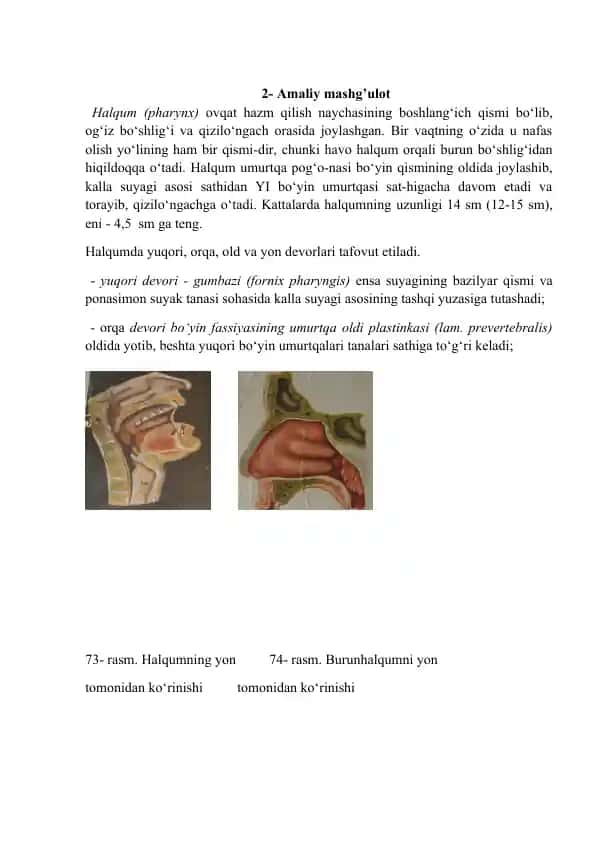 Halqum (Pharynx)