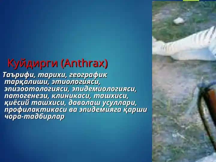 Куйдирги(Anthrax)