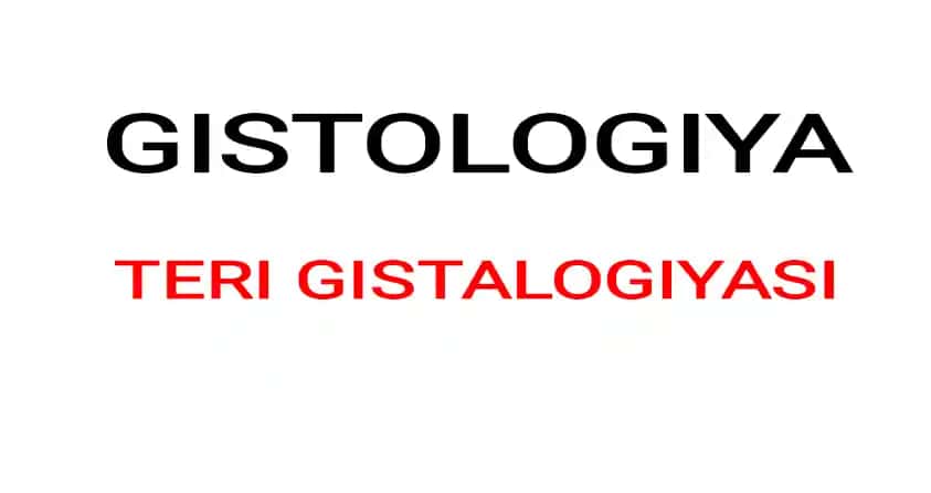 Teri gistologiyasi.