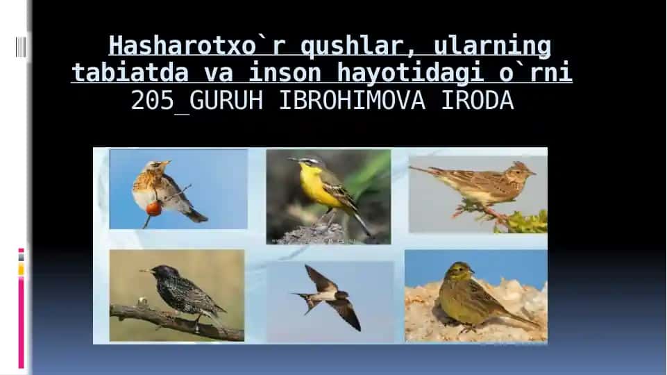 Hasharotxo`rqushlar