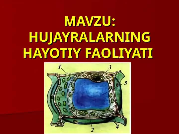 Hujayralarning Hayotiy Faoliyati