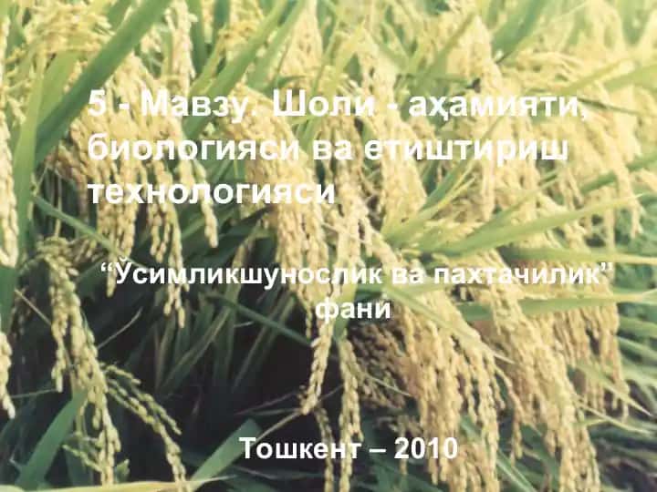 Шоли - аҳамияти, биологияси ва етиштириш технологияси