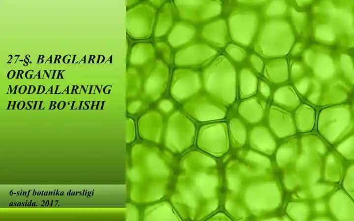 BARGLARDA ORGANIK MODDALARNING HOSIL BO‘LISHI