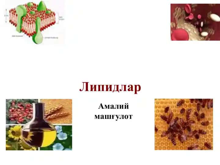 Липидлар