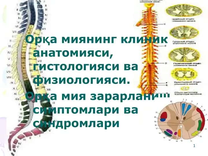 Орқа мия