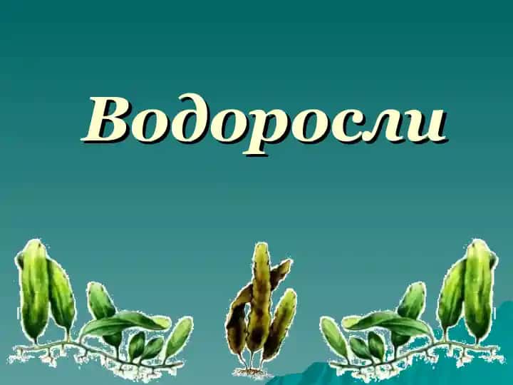 Водоросли