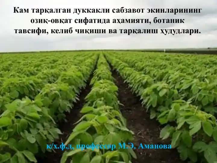Кам тарқалган дуккакли сабзавот