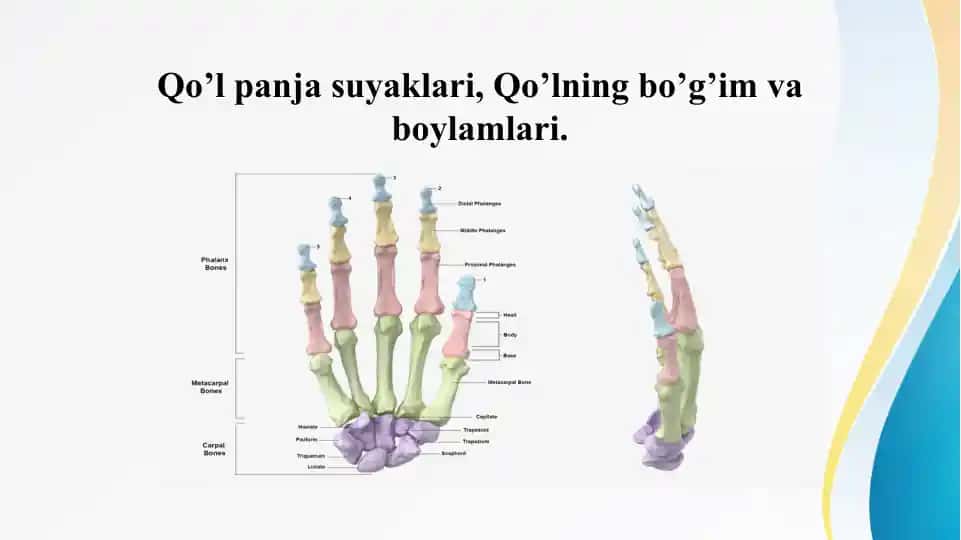 Qo’l panja suyaklari, Qo’lning bo’g’im va boylamlari.