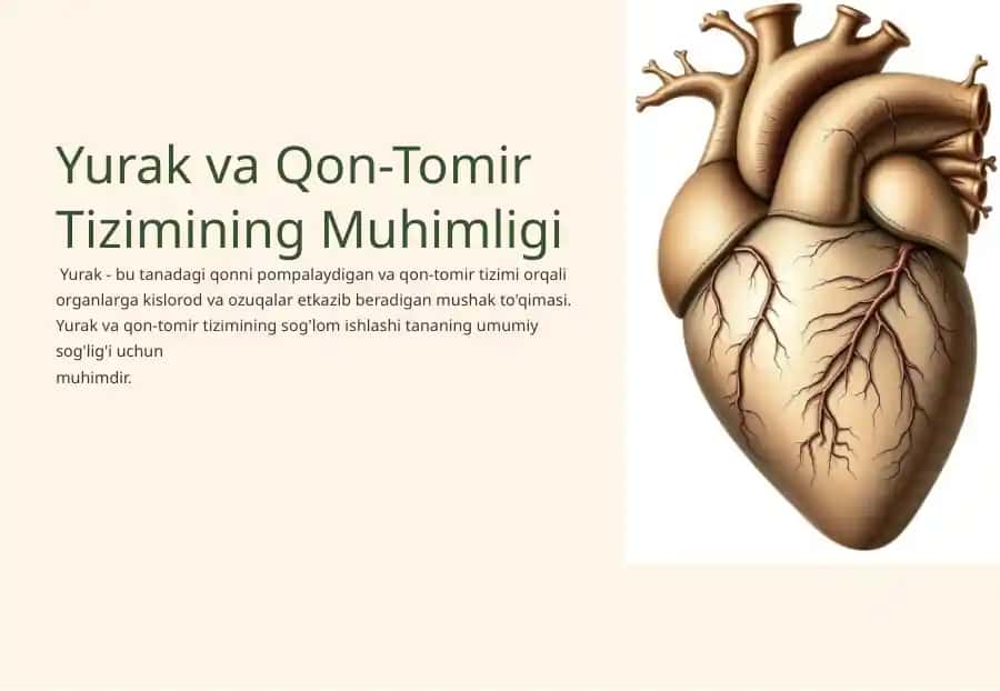 Yurak va Qon-Tomir Tizimining Muhimligi