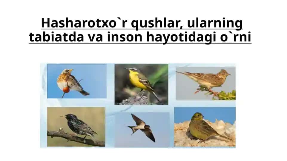 Hasharotxo`r qushlar, ularning tabiatda va inson hayotidagi o`rni