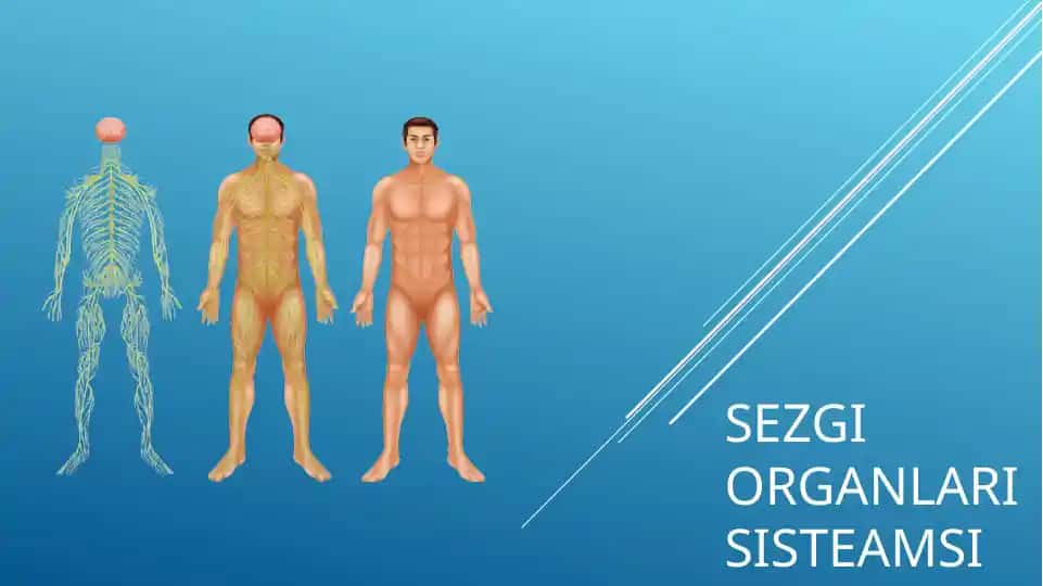 Sezgi organlarisining tuzilishi