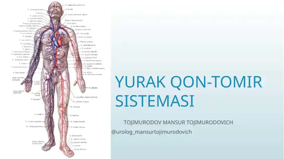 Yurak qon-tomir tizimi