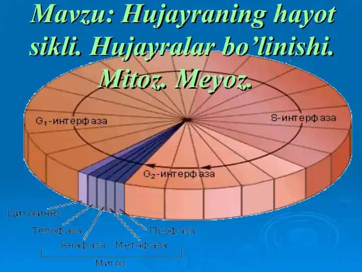 Hujayraning hayot sikli. Hujayralar bo’linishi. Mitoz. Meyoz.