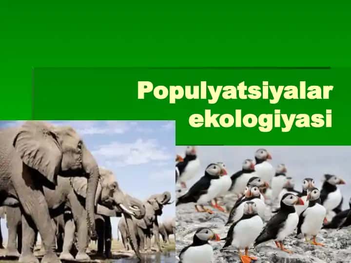 Populyatsiyalar Ekologiyasi