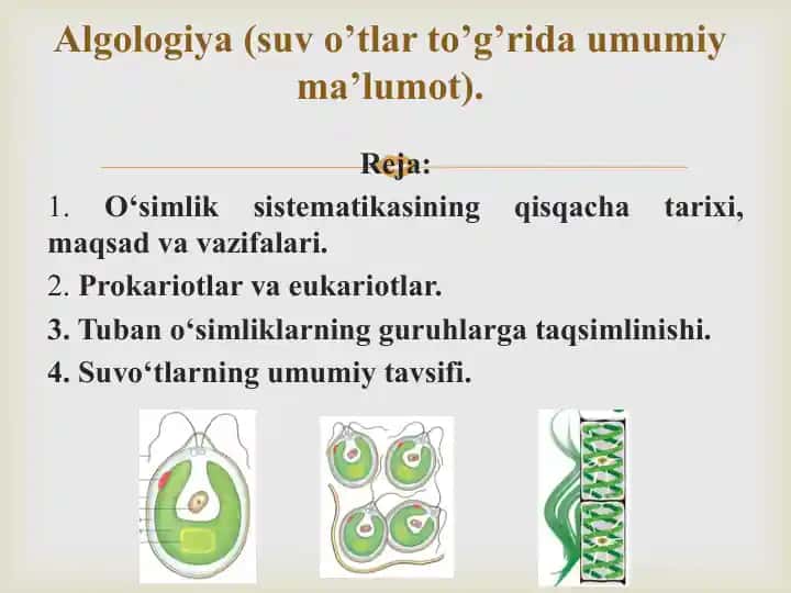 O‘simliklar sistematikasi