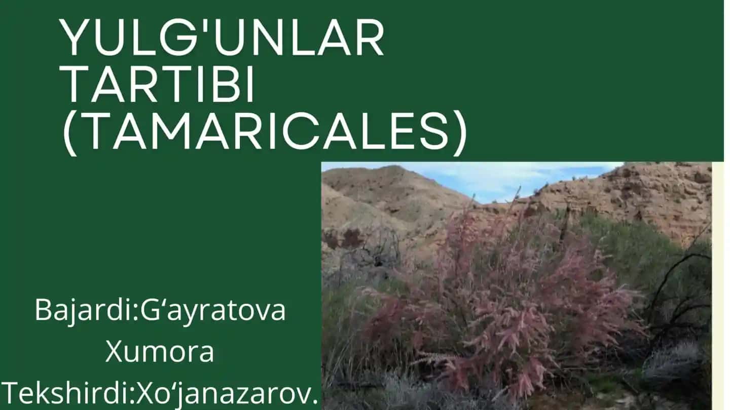 Yulduzlar (Turnalar)