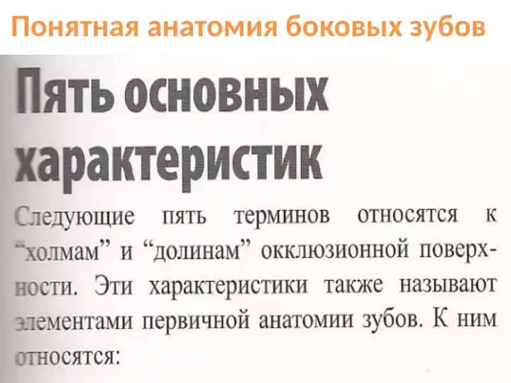 Понятная анатомия боковых зубов