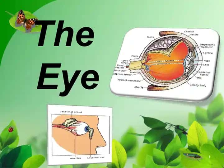 TheEye