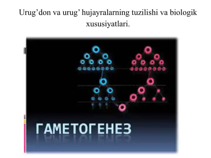 Urug’don va urug’hujayralarning tuzilishi va biologik xususiyatlari