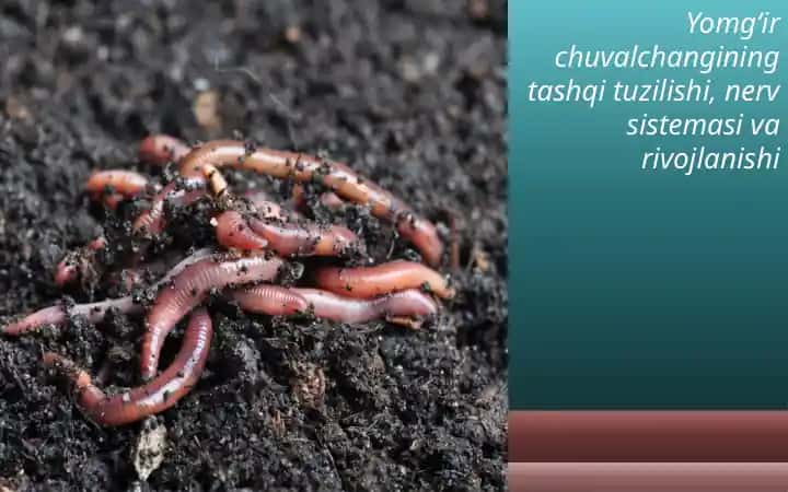 Yomg‘ir-chuvalchangining tashqi tuzilishi