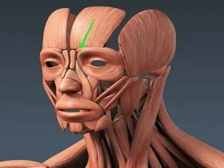 Anatomik Rejayizlar