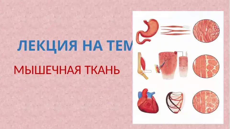 ЛЕКЦИЯ НА ТЕМУ: МЫШЕЧНАЯ ТКАНЬ