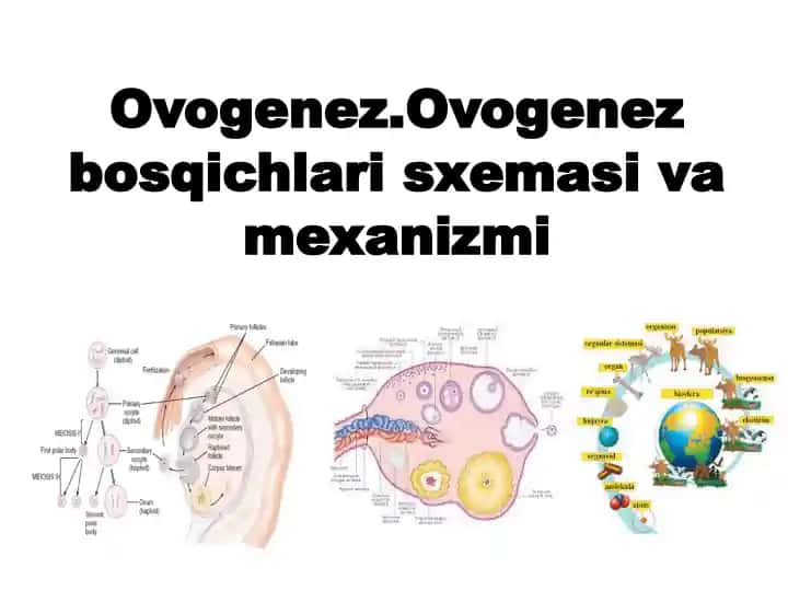 Ovogenez.Ovogenez bosqichlari sxemasi va mexanizmi