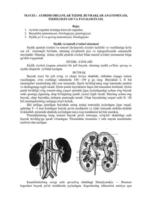 Ayirish organlar tizimi va buyraklar anatomiyasi, fiziologiyasi va patologiyasi