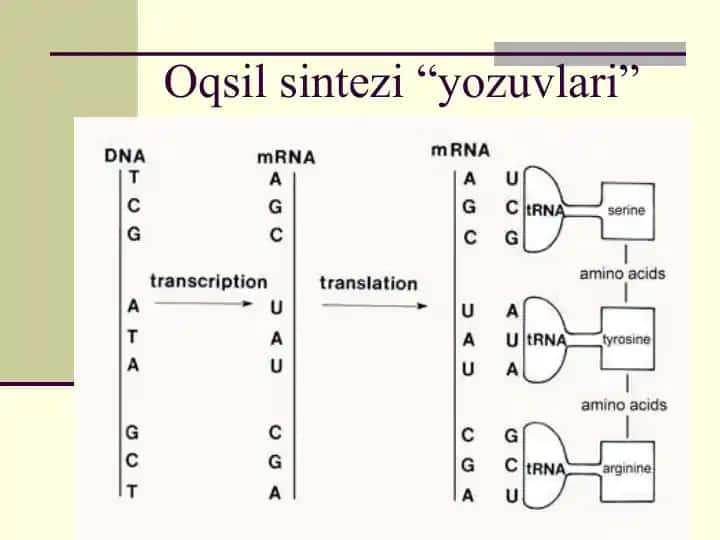 Oqsil sintezi yozuvlari